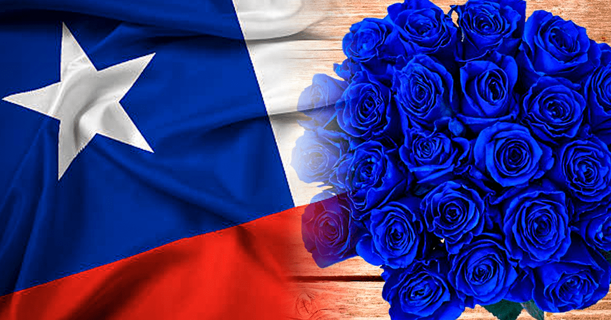 Por qué se regalan flores azules en Chile y cuándo debes entregarlas