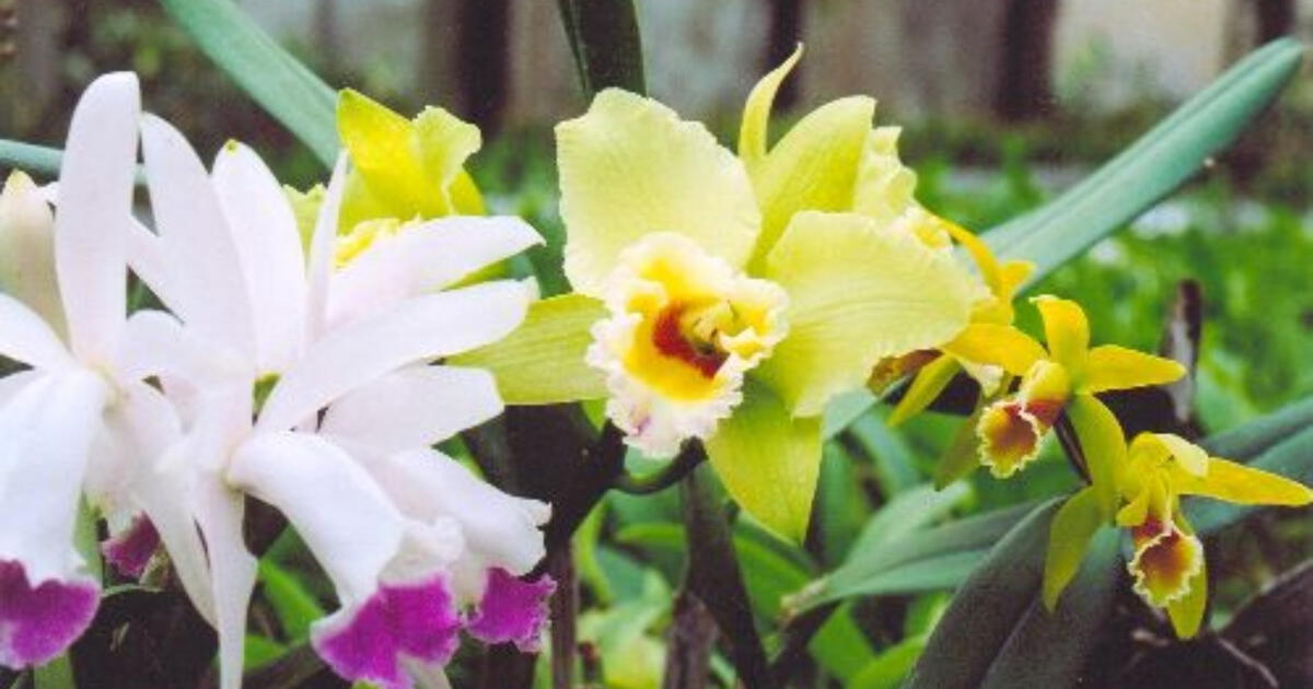 La Ciudad de las Orquídeas conoce dónde queda qué lugar es y cómo