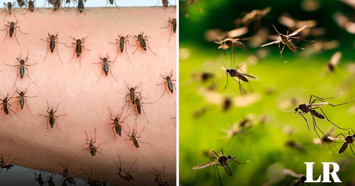 Por qué hay una invasión de mosquitos en Buenos Aires y con qué