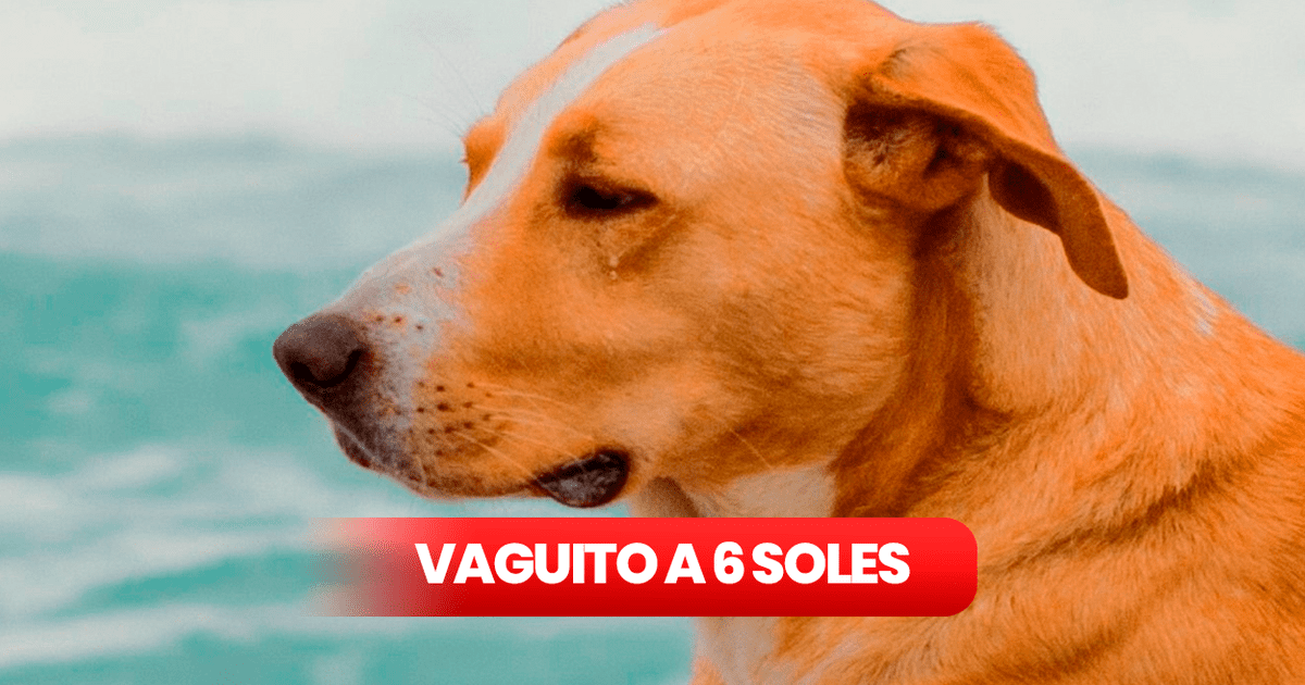 Vaguito Pelicula Completa A Solo Soles C Mo Y D Nde Se Pudo