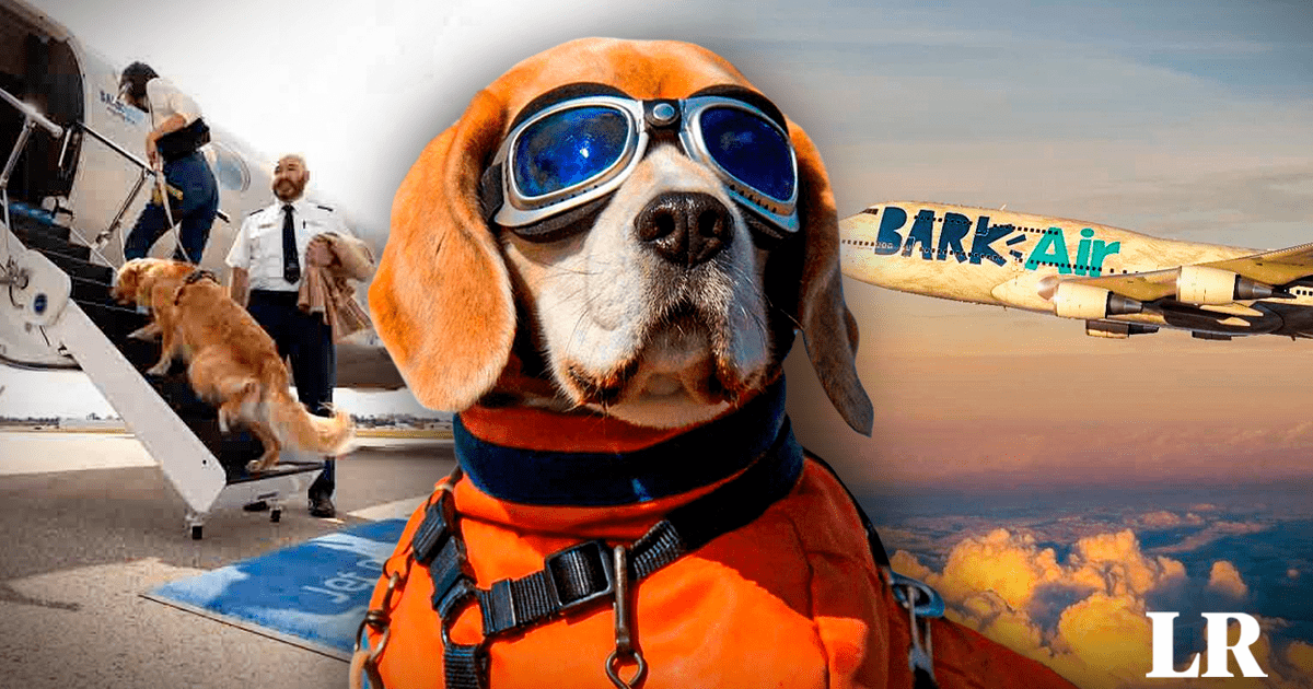 Viaja Con Tu Mascota Conoce La Primera Aerol Nea Pet Friendly Del