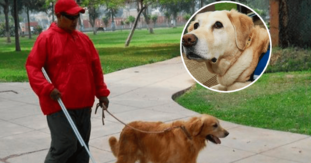 Historia Viral Fallece El Perro Gu A De Un Invidente De A Os Tras