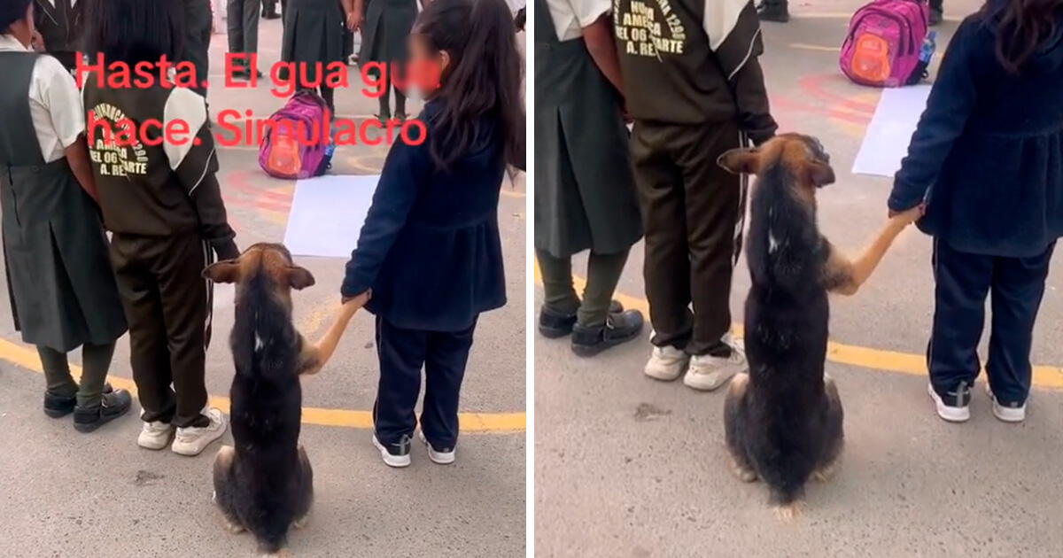 Tiktok Viral Per Un Ni O M S Perrito Sorprende Al Participar En