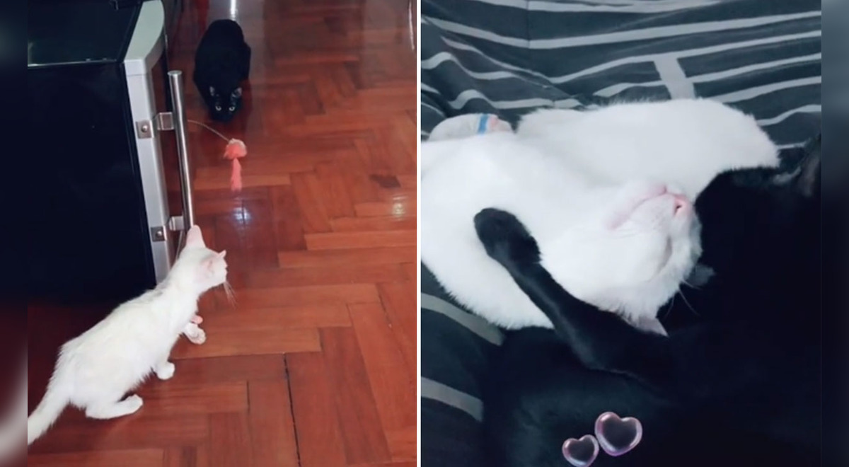 TikTok viral gato conoce a la nueva mascota de su dueña y se vuelven