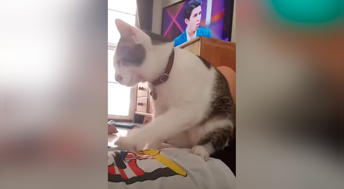 Facebook viral gato le hace tierno favor a su dueña y protagoniza