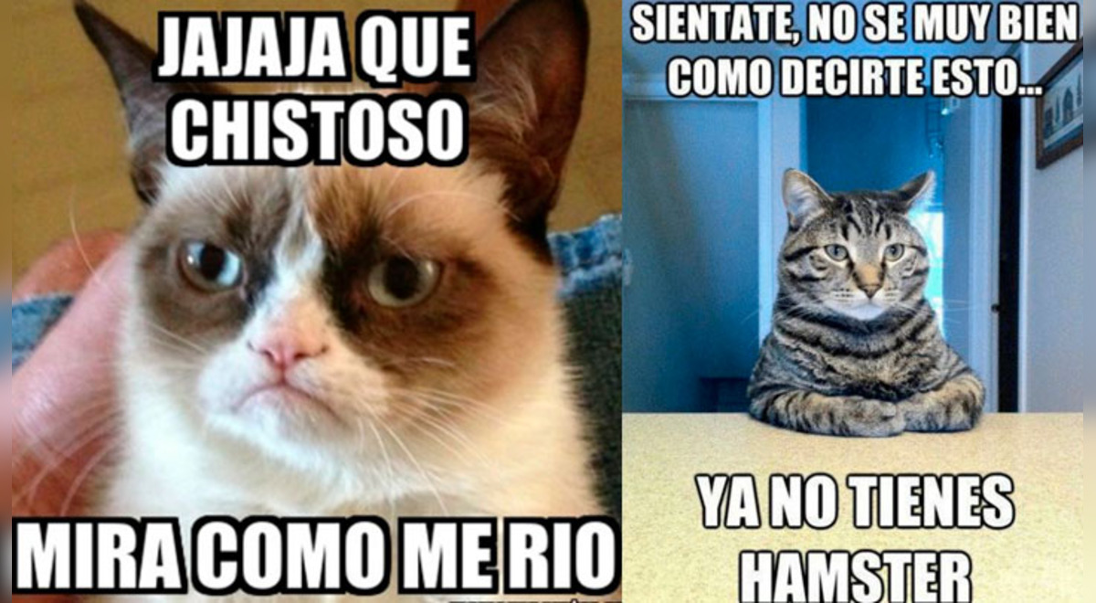 Memes Día Internacional del Gato graciosas y divertidas imágenes se