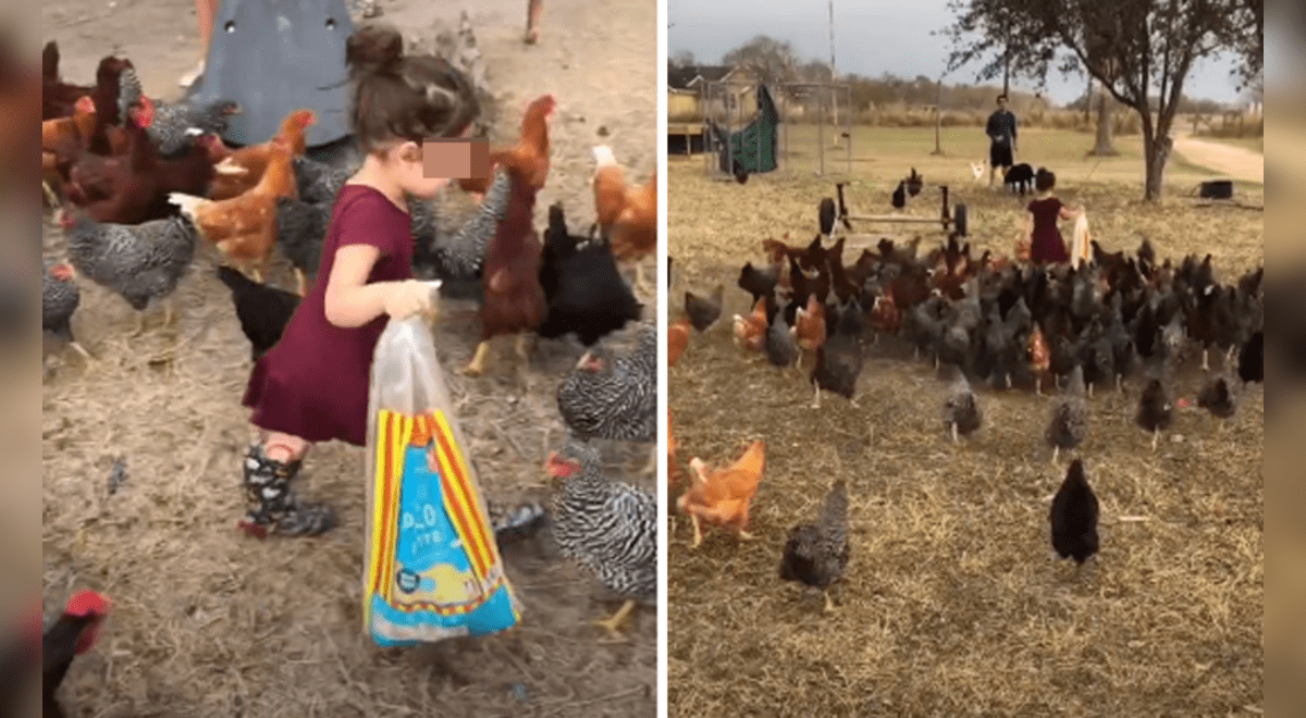 TikTok viral pollos descubren que niña tiene sus alimentos y la