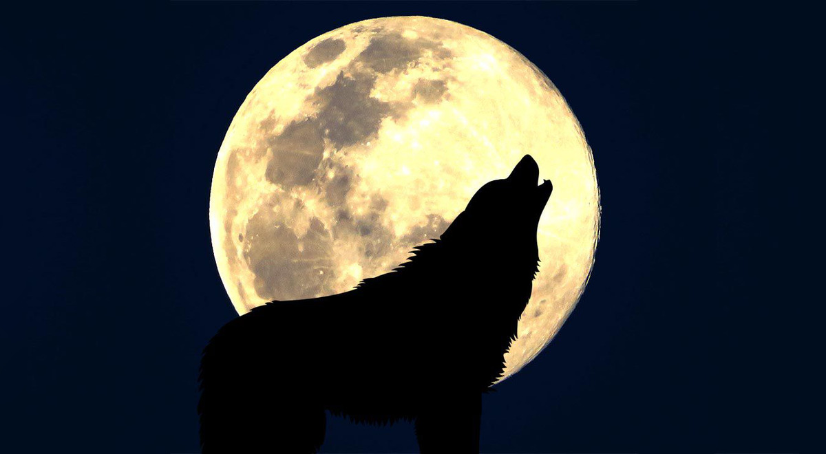 Luna De Lobo Por Qu Se Llama As Y C Mo Verla Desde Per