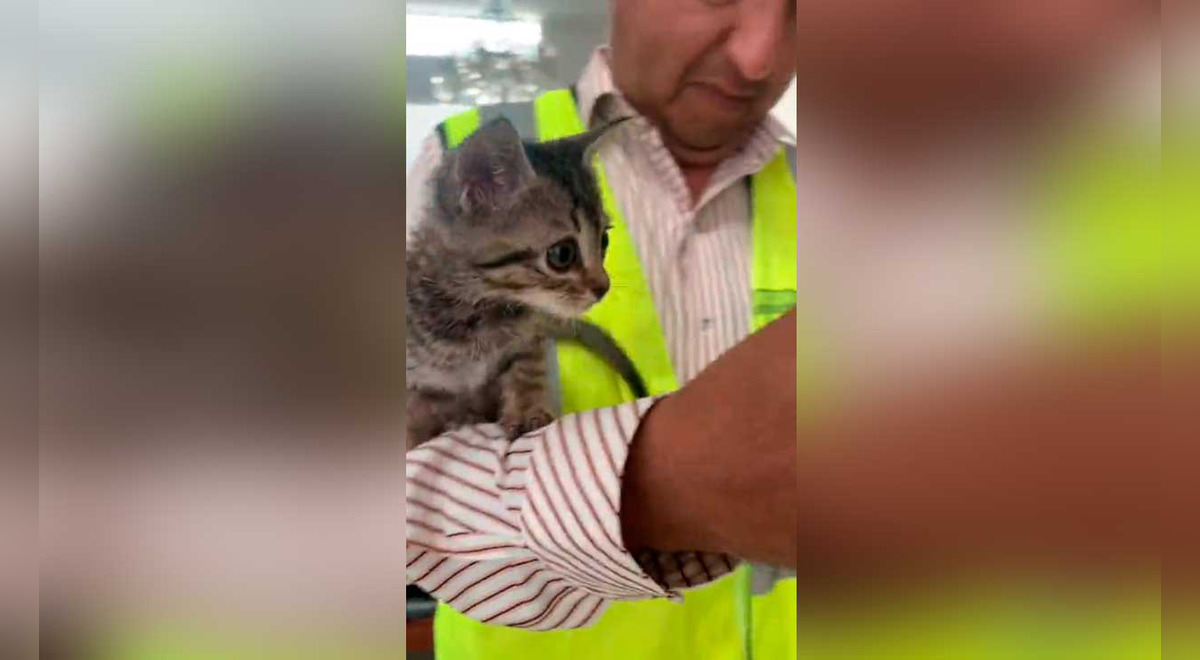 TikTok viral gato tiene curiosa reacción al ver que su amo le servía