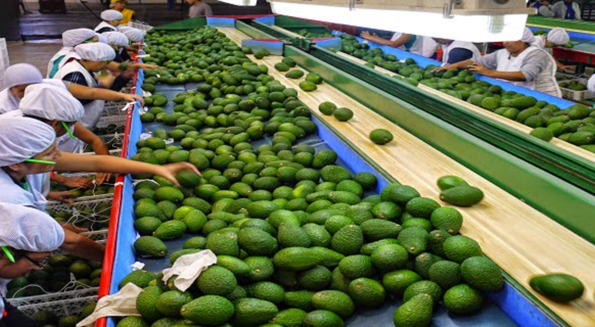 Exportaci N De Palta Superar A Vol Menes R Cord Pero Los Precios