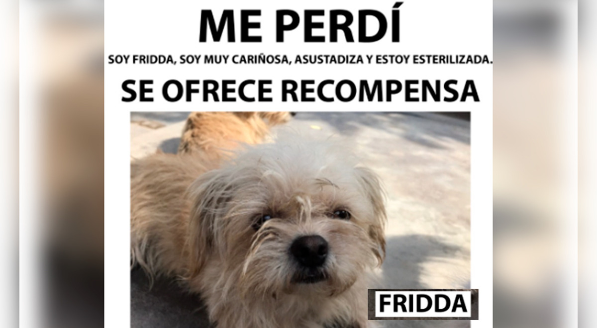 VMT Familia Pide Ayuda Para Encontrar A Su Mascota Fridda Y Ofrece