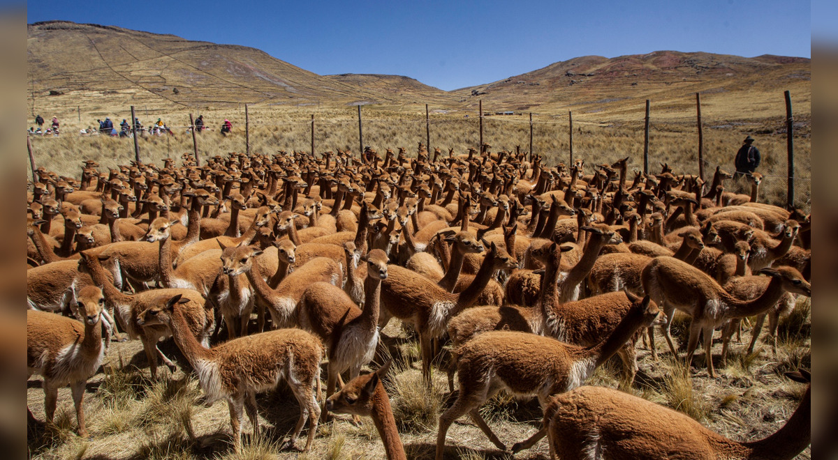 Pampa Galeras vicuñas en peligro Reserva Nacional de Pampa Galeras