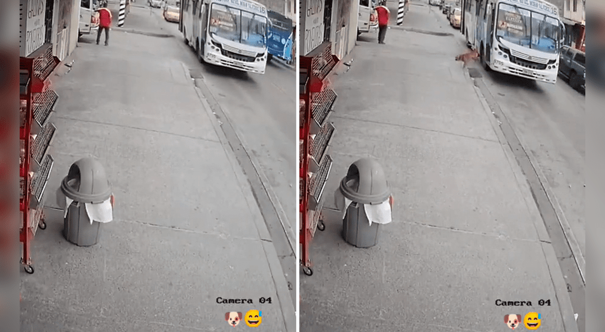 TikTok viral captan a perrito bajando de transporte público para ir a