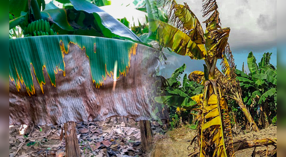 Hongo en plantas de plátano en Venezuela qué tan peligroso puede ser