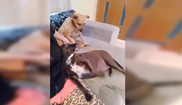 YouTube viral Perro se pone celoso al ver que su dueña le da cariño a