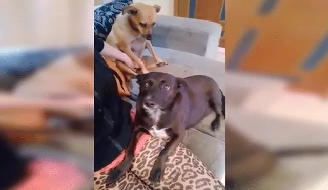 YouTube viral Perro se pone celoso al ver que su dueña le da cariño a