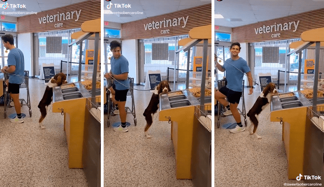 Tiktok Viral Perro Aprovecha Descuido De Due O Y Se Come Las