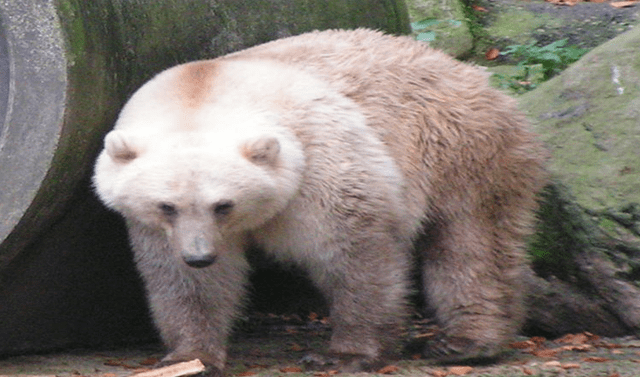 Facebook viral cría de oso polar y pardo se convirtió en el animal más