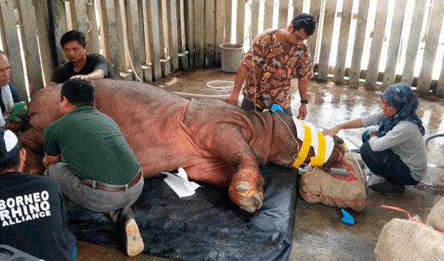 Muere El Ltimo Rinoceronte Macho De Sumatra En Cautiverio En Malasia