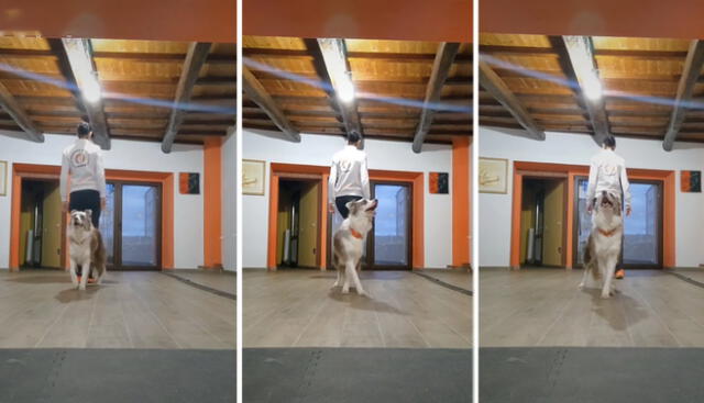 TikTok viral perro sorprende con increíble coreografía al bailar