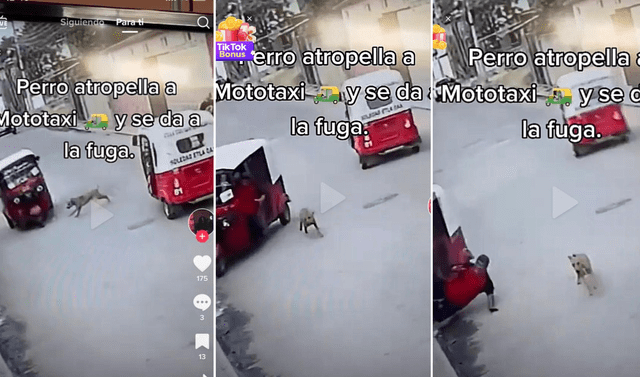 Viral TikTok Perrito Atropella Mototaxi Y Se Da A La Fuga Mira El