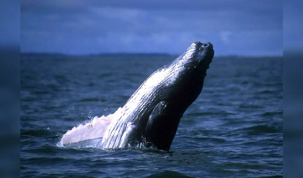 Humpback whales (Megaptera novaeangliae) frequently jump throwing two-thirds or more of their bodies out of the water and splashing down on their backs. Hundreds of humpback whales from the South Pole migrates to the Pacific ocean in Colombia  fleeing the winter also to mate, give birth and feed their calves.