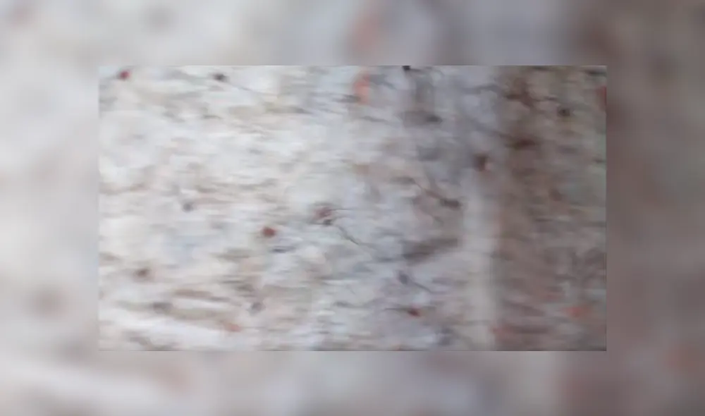 YouTube viral: Encuentra extraña bola de pelos, pero queda perplejo al ver cientos de peligrosas criaturas [VIDEO] 