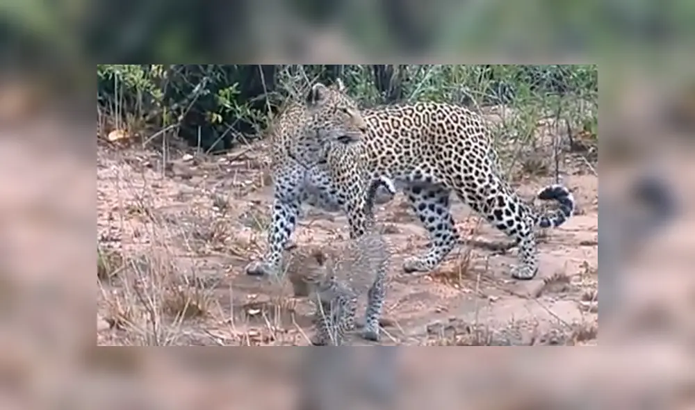 Escena protagonizada por los animales silvestres conmueven a miles de usuarios de Facebook. Escena protagonizada por los animales silvestres conmueven a miles de usuarios de Facebook.