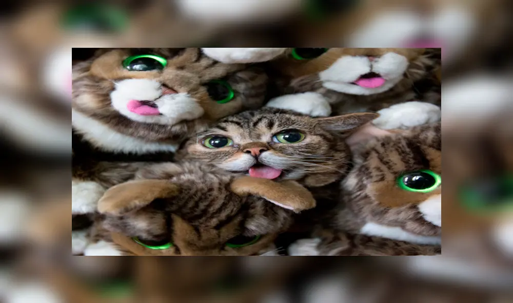 Se llegaron a vender peluches de la famosa gatita. Fuente: Facebook. Se llegaron a vender peluches de la famosa gatita. Fuente: Facebook.