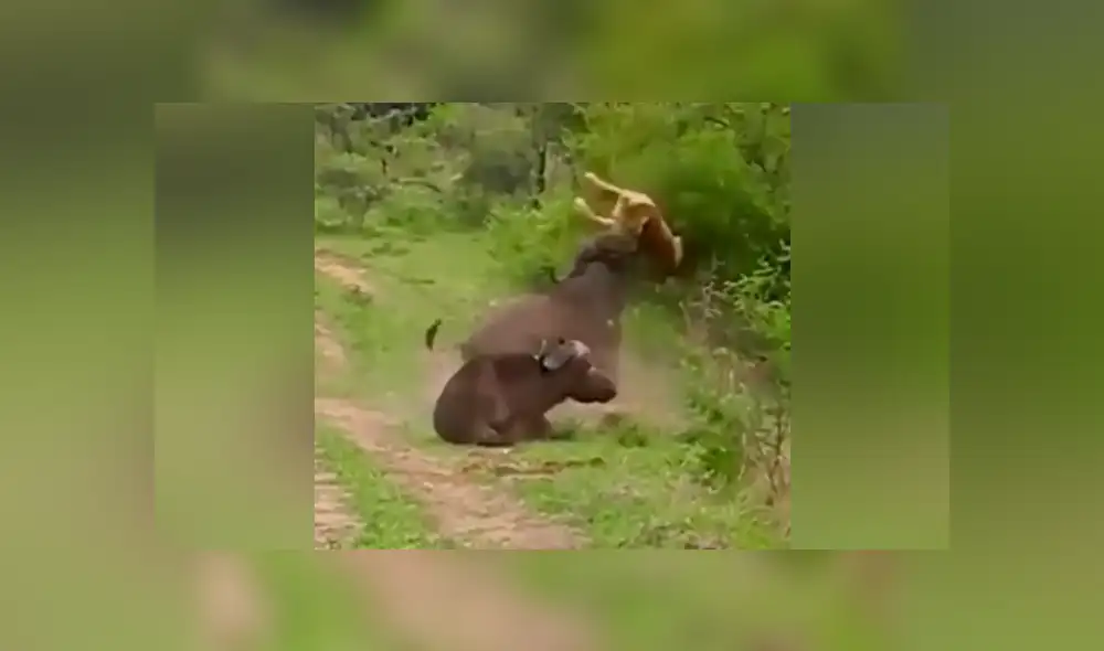 YouTube viral: Búfalo hace volar por los aires a hambriento león para salvar a su amigo [VIDEO]