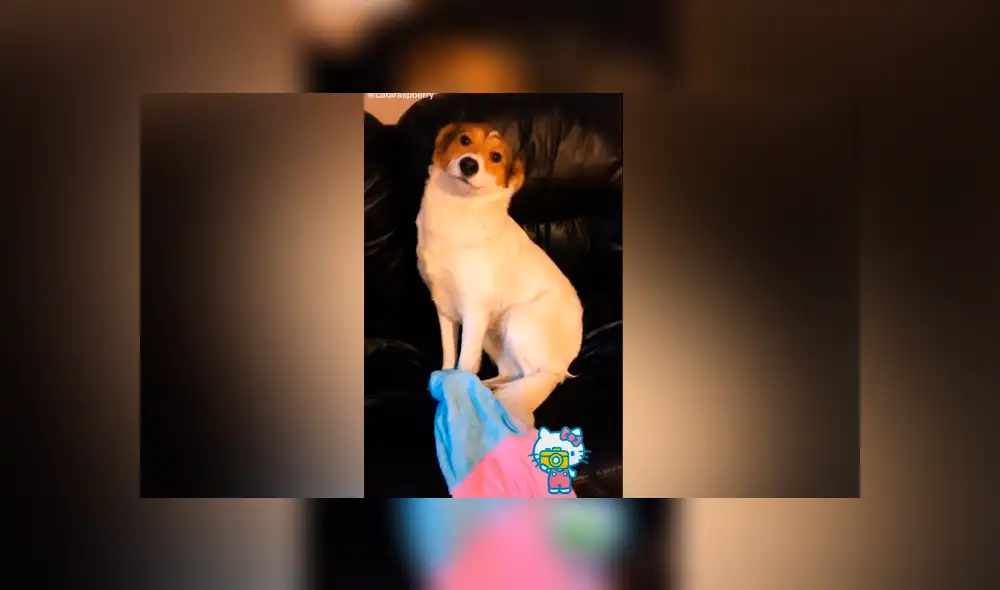 Desliza las imágenes para ver la peculiar escena que protagonizó esta perrita al escuchar su ‘palabra favorita’. Fotocaptura: Catalina Miralles/TikTok