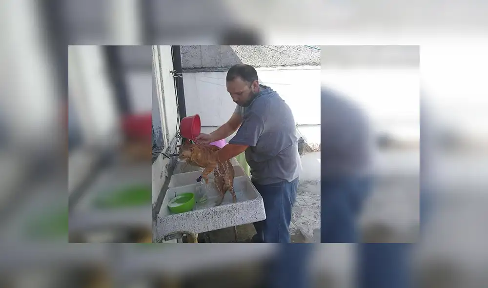 Facebook viral: señor encuentra a gato abandonado, lo lleva a su casa y sucede lo peor [VIDEO]