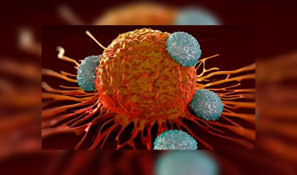 Descubrieron un tipo de célula T cuyo receptor detecta y mata a las células cancerosas. Imagen: Difusión.