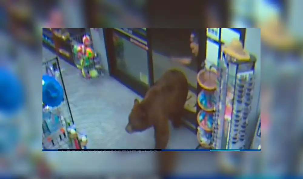Uno de los osos pasó 20 minutos en uno de los locales hasta saciarse. Foto: CBS Sacramento