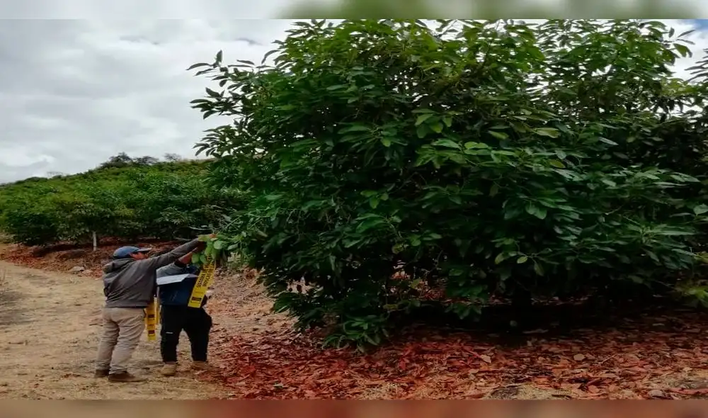 Instalarán trampas de mosca de fruta en Cusco. Instalarán trampas de mosca de fruta en Cusco.