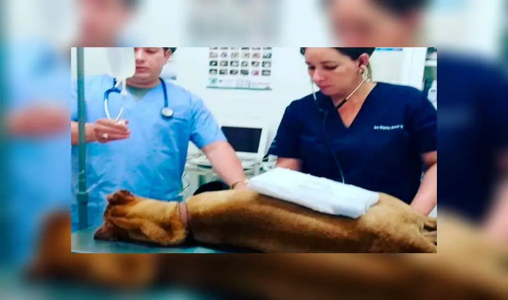 Denuncian envenenamiento de perros tras consumo de alimentos donados. Foto: Facebook Denuncian envenenamiento de perros tras consumo de alimentos donados. Foto: Facebook