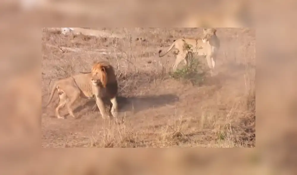 YouTube: león intenta cazar a un impala y leona lo detiene por insólito motivo que asombra a miles [VIDEO]
