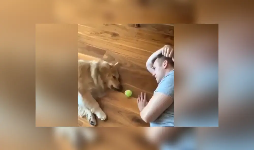 A través de Facebook se ha vuelto viral la curiosa reacción de un soñoliento perro al ver que su dueño quería jugar con él.