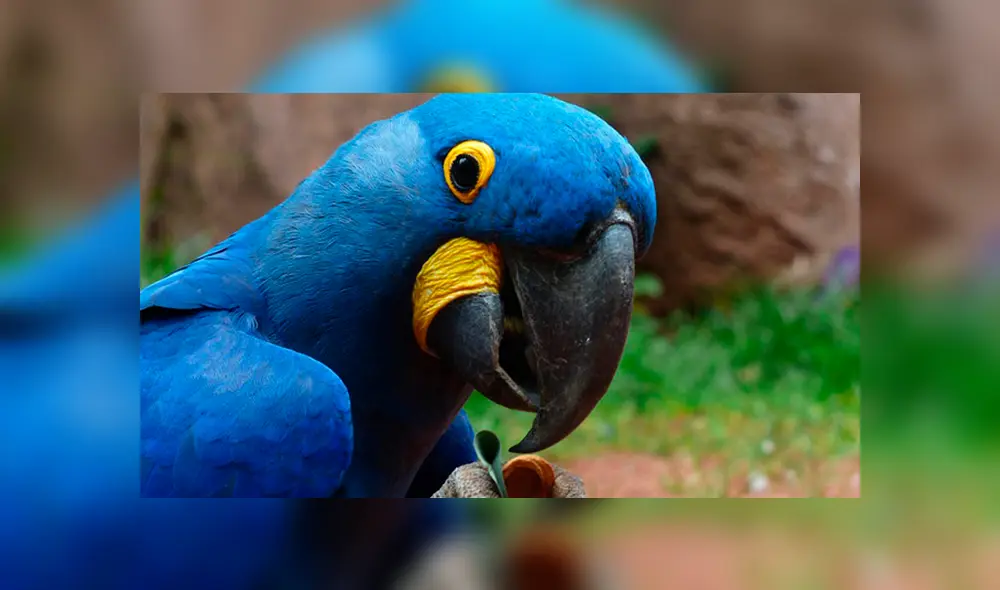 20 Animales en peligro de extinción y extintos en Perú 2019 [FOTOS]