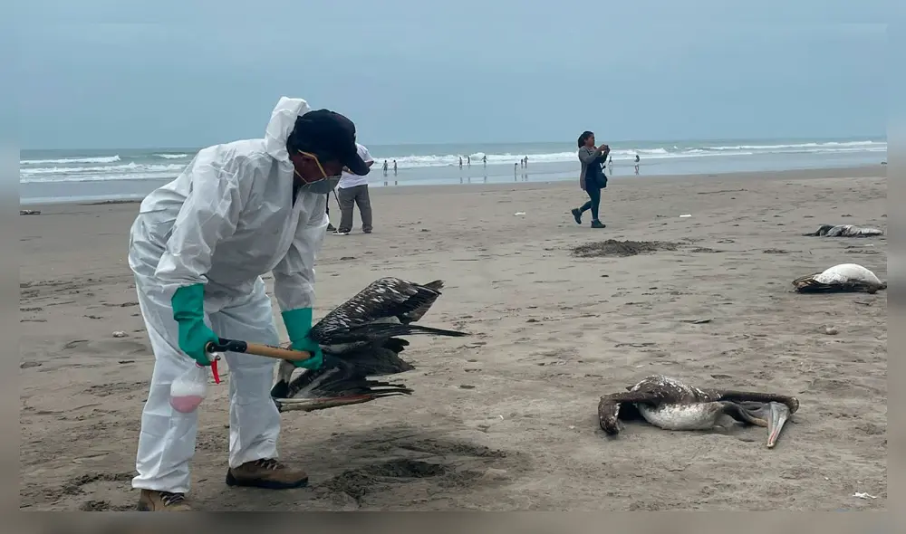 Decenas de aves marinas perdieron la vida a consecuencia de la influenza aviar H5. Foto Rosa Quincho/URPI-LR Decenas de aves marinas perdieron la vida a consecuencia de la influenza aviar H5. Foto Rosa Quincho/URPI-LR