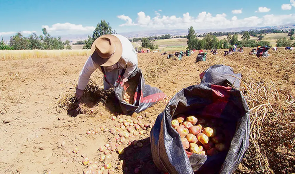 Agricultura. Afectada por las medidas de confinamiento. Foto: Andina