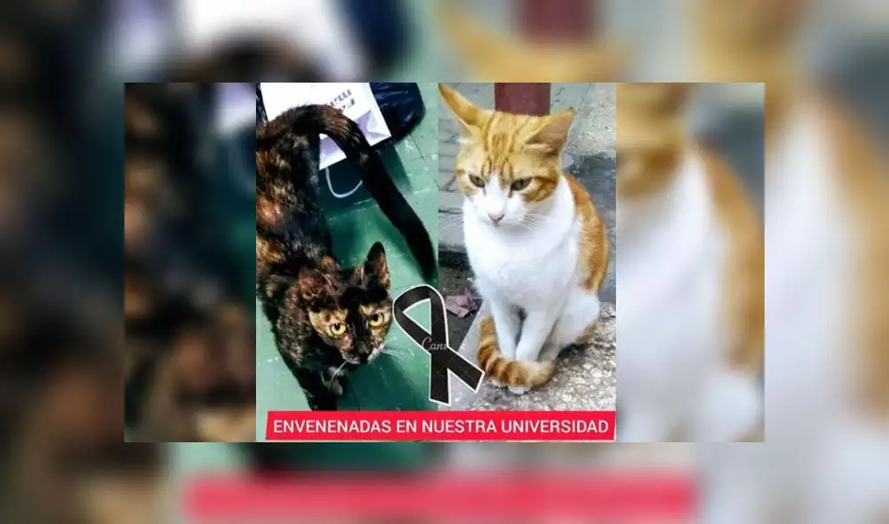 Estas dos pequeñas fueron las primeras víctimas. La gatita de la izquierda deja cuatro bebés huérfanos. Foto: Federación Universitaria de San Marcos Estas dos pequeñas fueron las primeras víctimas. La gatita de la izquierda deja cuatro bebés huérfanos. Foto: Federación Universitaria de San Marcos