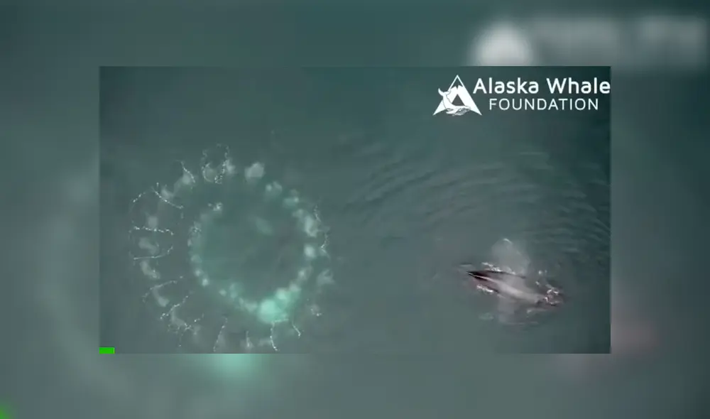 Video es viral en YouTube. Biólogos marinos usaron drones aéreos para registrar la singular técnica que usan algunas ballenas jorobadas para capturar a su presa Video es viral en YouTube. Biólogos marinos usaron drones aéreos para registrar la singular técnica que usan algunas ballenas jorobadas para capturar a su presa