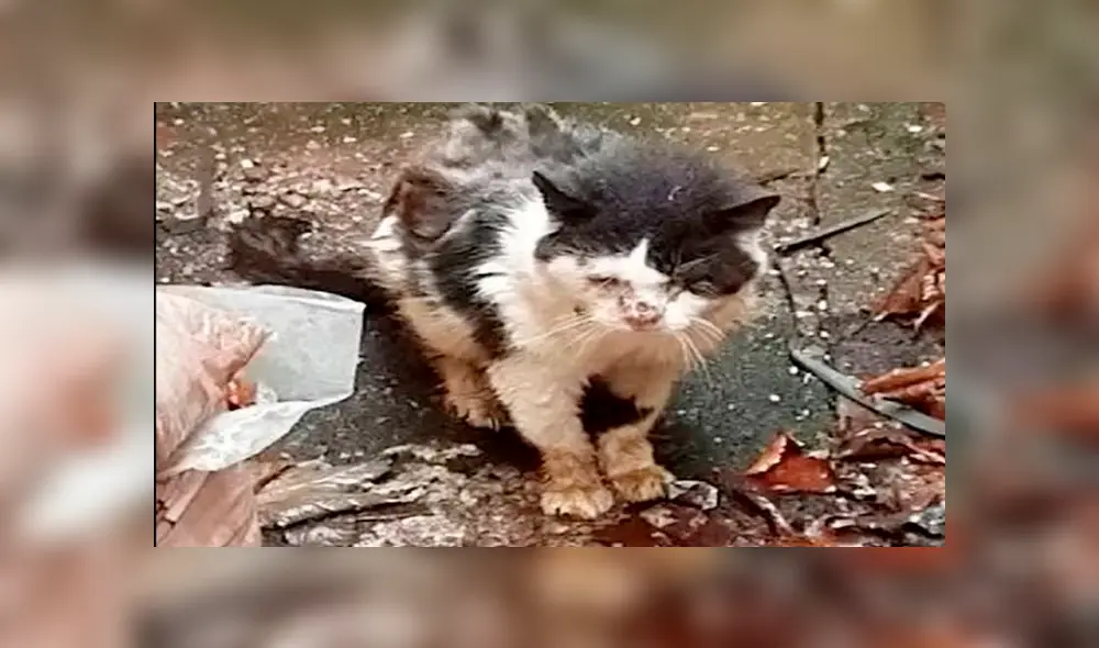 Muere Maximus, el gato callejero que batalló contra el VIH felino [VIDEO]