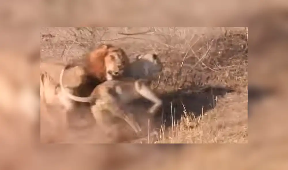 YouTube: león intenta cazar a un impala y leona lo detiene por insólito motivo que asombra a miles [VIDEO]
