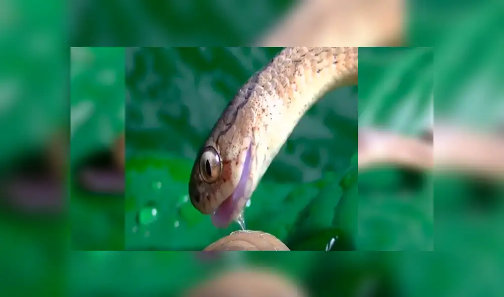 Desliza para ver los detalles del video viral de Facebook. Foto: Captura. Desliza para ver los detalles del video viral de Facebook. Foto: Captura.