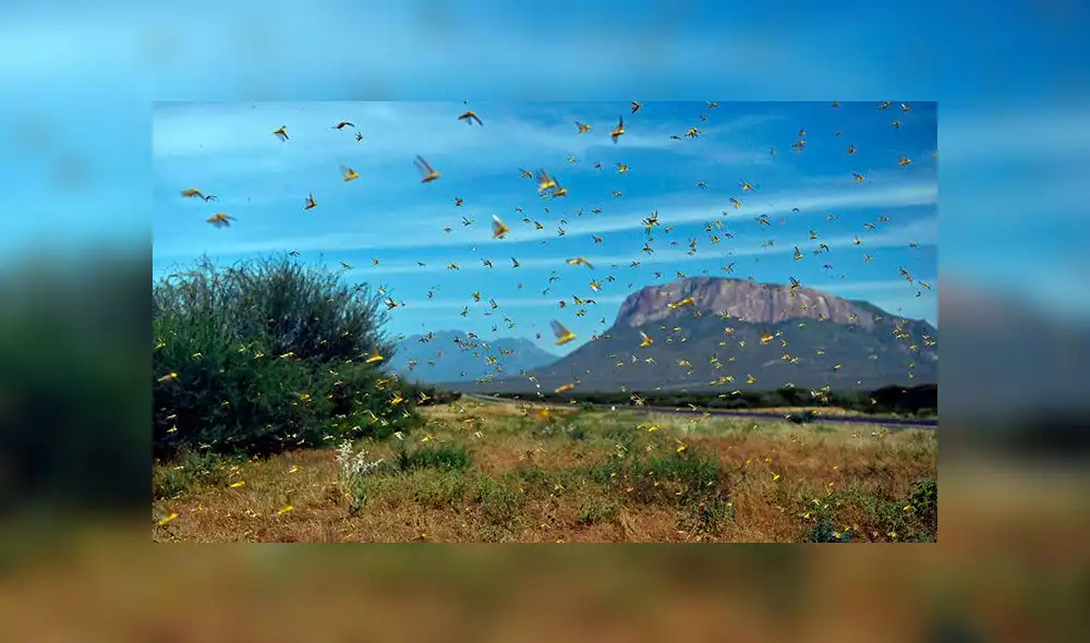 En Etiopía, Kenia y Somalia los campos han sido azotados por este enjambre de langostas. Foto: AFP En Etiopía, Kenia y Somalia los campos han sido azotados por este enjambre de langostas. Foto: AFP