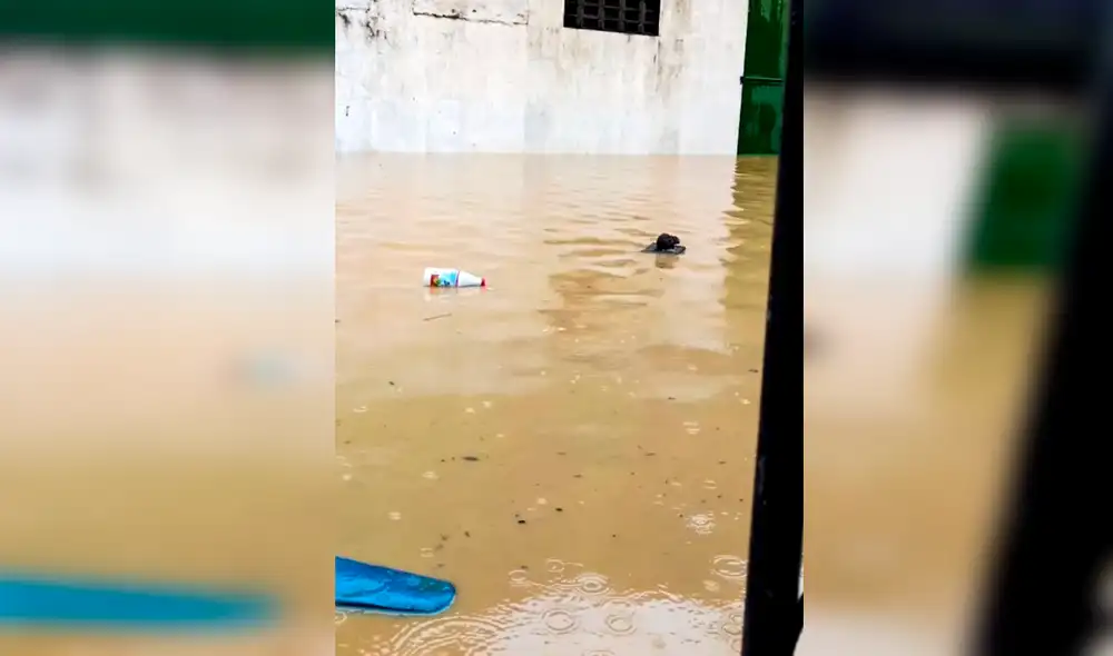 Desliza las imágenes para ver a la intrépida rata salvando su vida tras el paso del tifón. Foto: Facebook Desliza las imágenes para ver a la intrépida rata salvando su vida tras el paso del tifón. Foto: Facebook