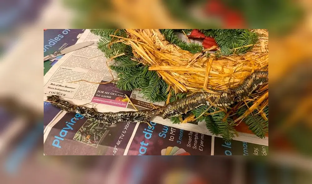 Compra una corona de Navidad y encuentra una serpiente muerta dentro de esta [FOTOS]