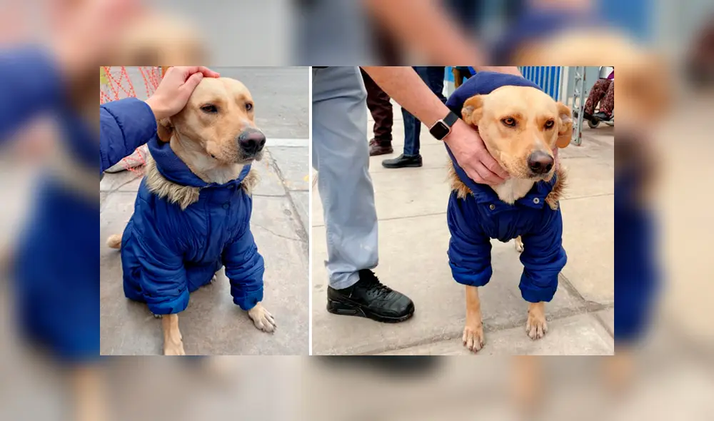 Piden ayuda para encontrar hogar temporal para perrito que espera a dueño en las calles. Foto: Captura / Facebook